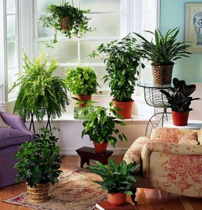 eco-friendly-house-plants-1