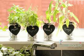 Indoor Gardening How To Grow Herbs Inside Lifestuffs Com