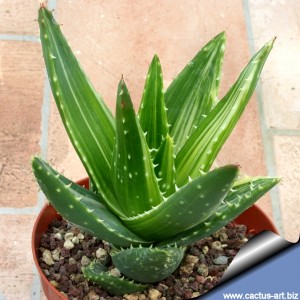 Aloe_mitriformis_variegata_02_810