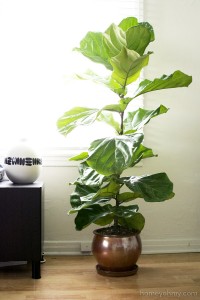 Fiddle-Leaf-Fig-Tree