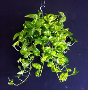 epipremnum-aureum-golden-pothos-1000184621-1346869752