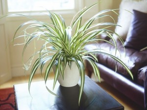 spider-plant-636